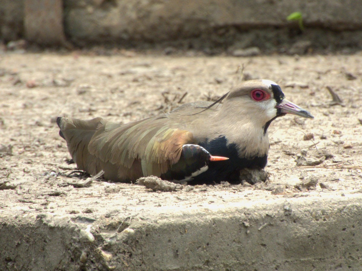 Southern Lapwing - ML641575583
