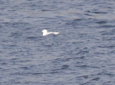 Ring-billed Gull - ML641575597