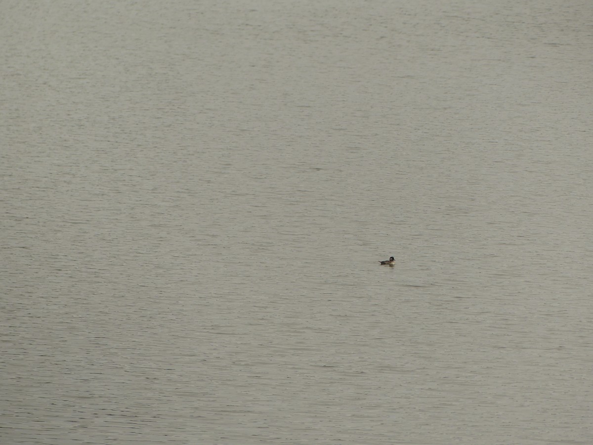 Bufflehead - ML641575643