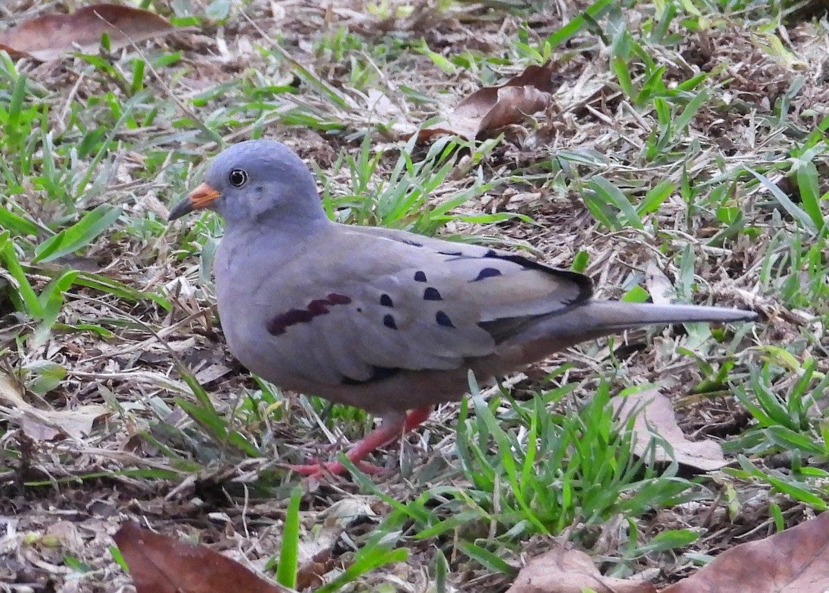 Croaking Ground Dove - ML641575661