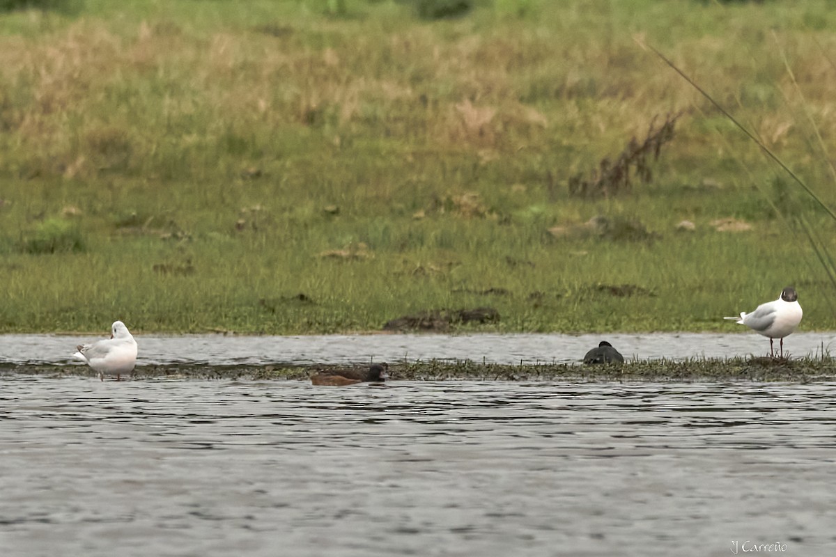 Black-headed Duck - ML641575674