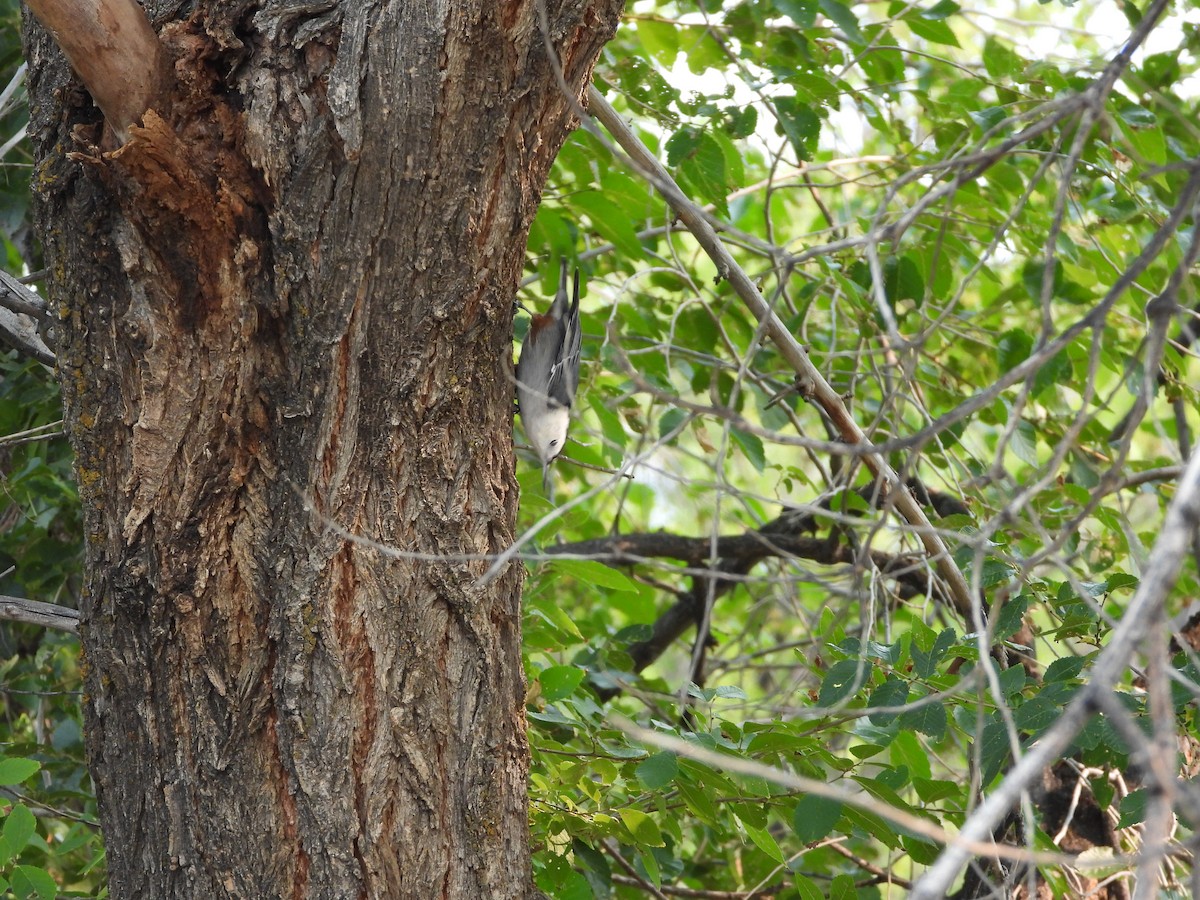 White-breasted Nuthatch - ML641575691