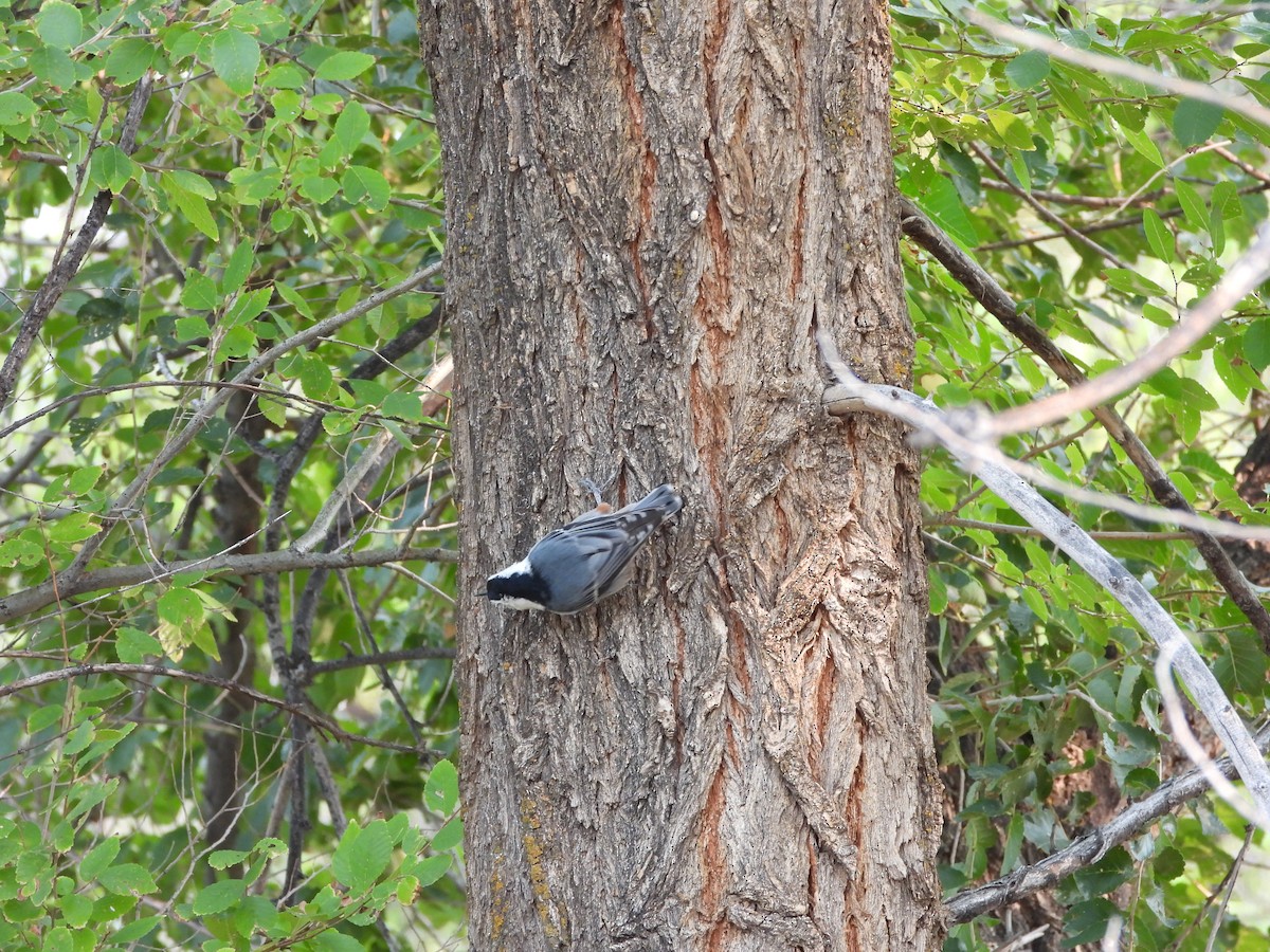 White-breasted Nuthatch - ML641575692
