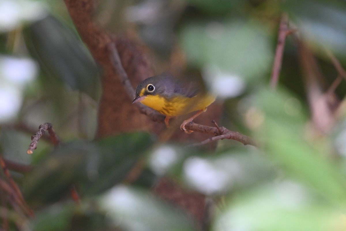 Canada Warbler - ML641575695
