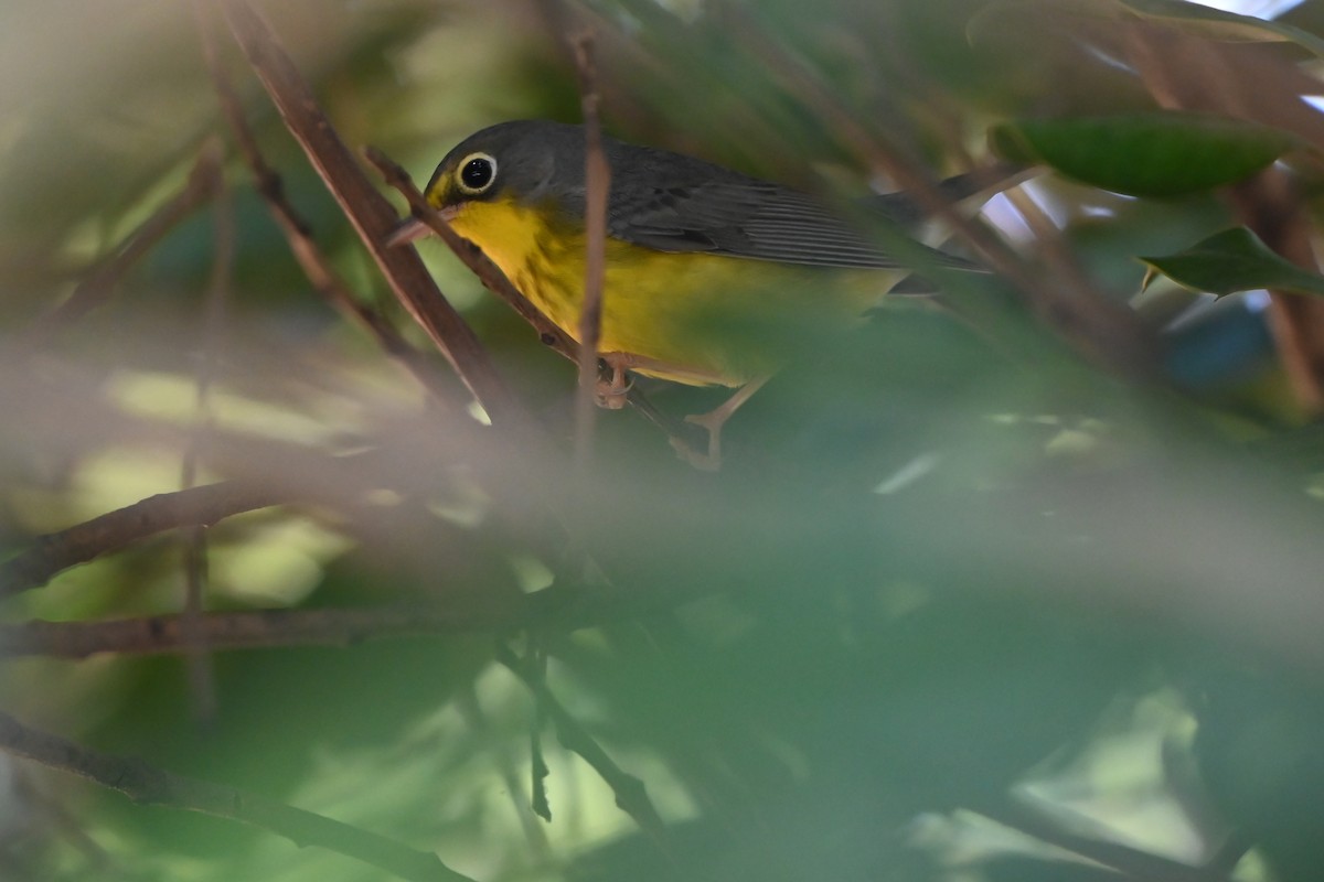 Canada Warbler - ML641575696