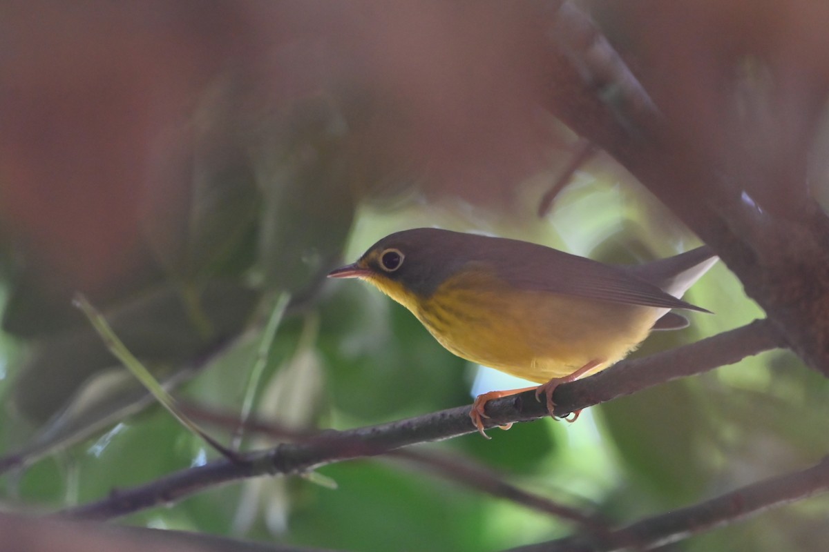 Canada Warbler - ML641575697