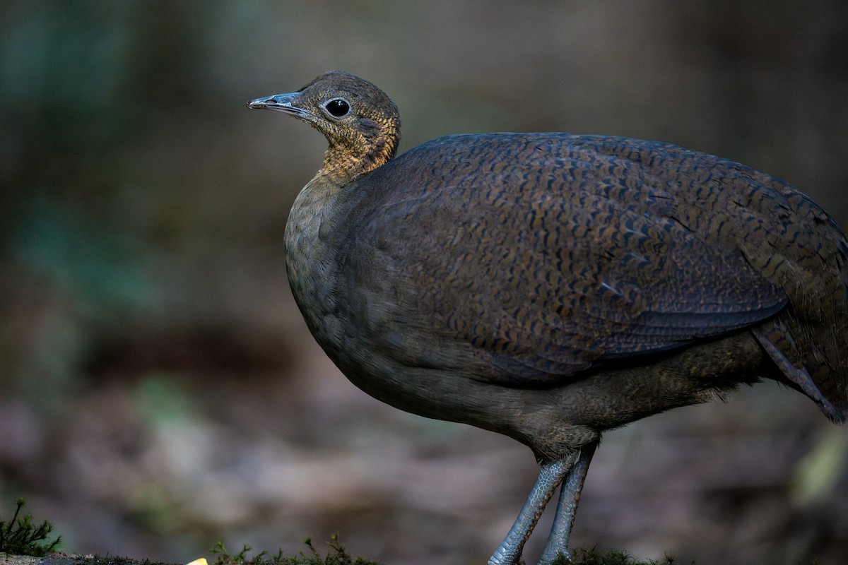 Solitary Tinamou - ML641575702
