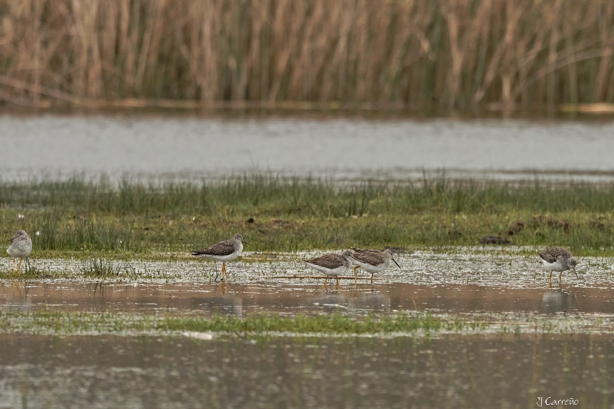 Greater Yellowlegs - ML641575712