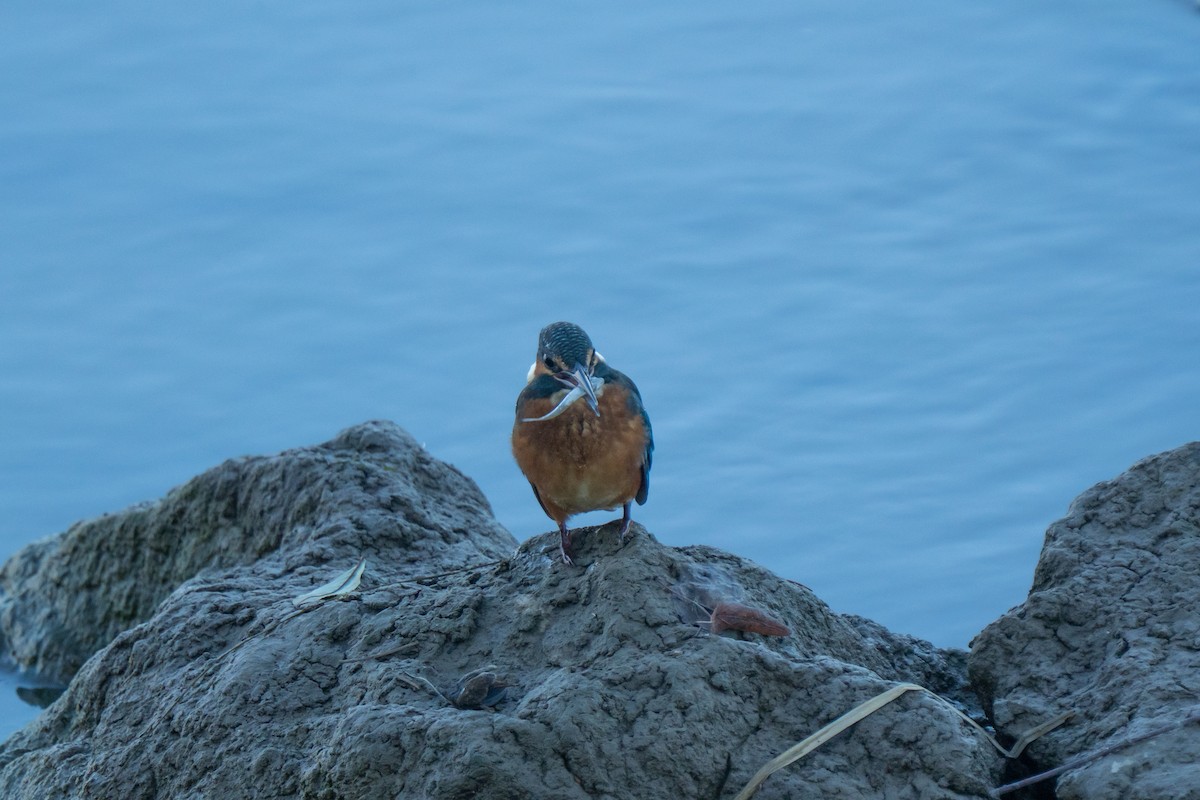 Зимородок - ML641575718