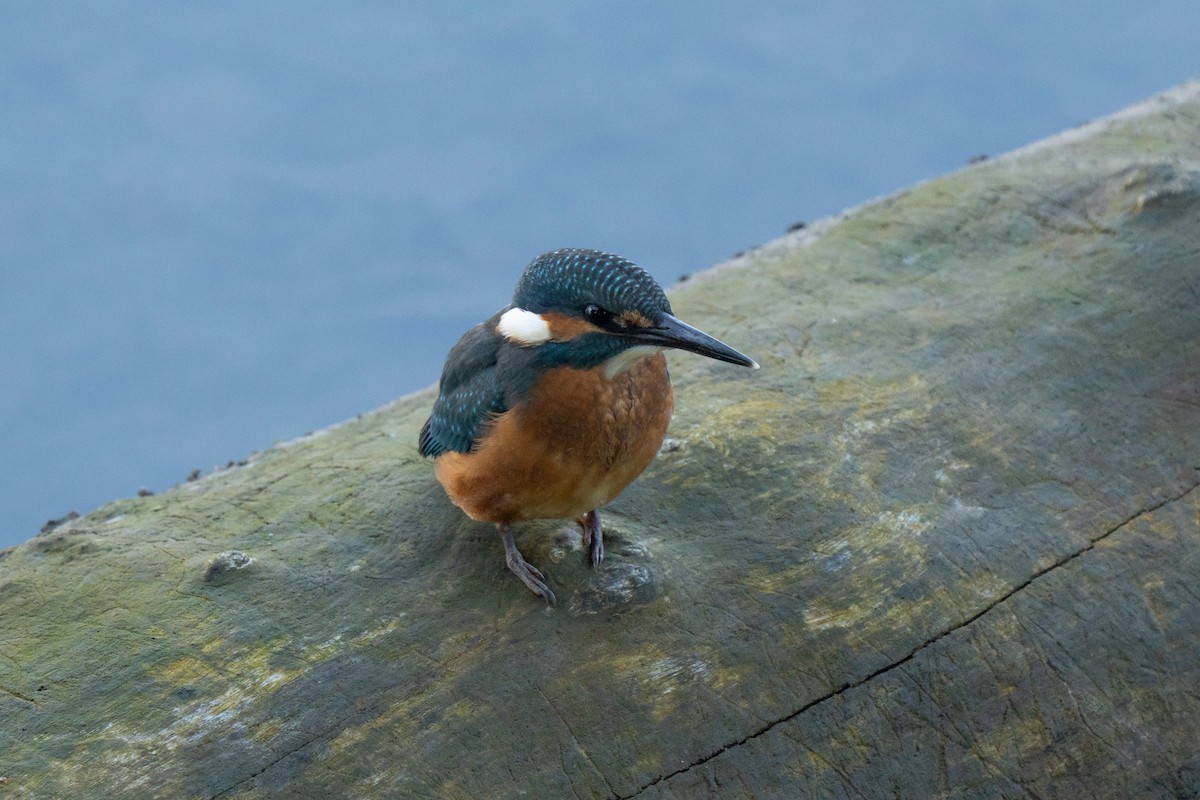 Зимородок - ML641575721