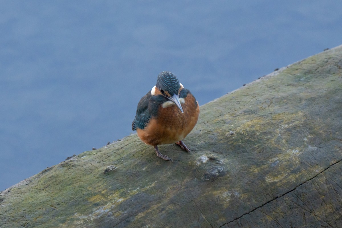 Зимородок - ML641575723