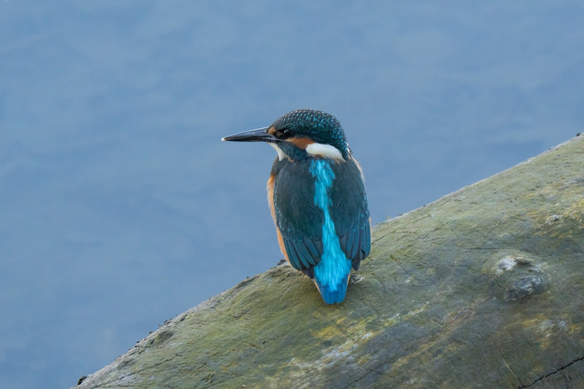 Зимородок - ML641575724