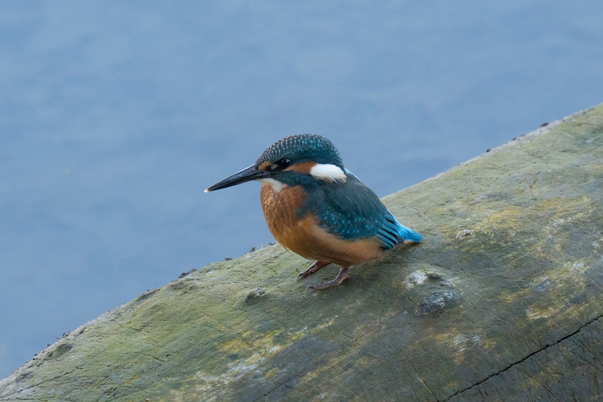 Зимородок - ML641575725