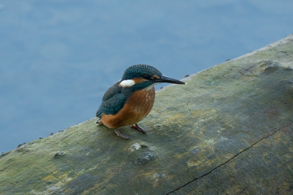 Зимородок - ML641575726