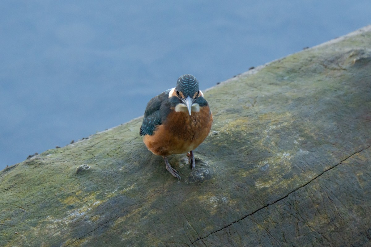 Зимородок - ML641575727