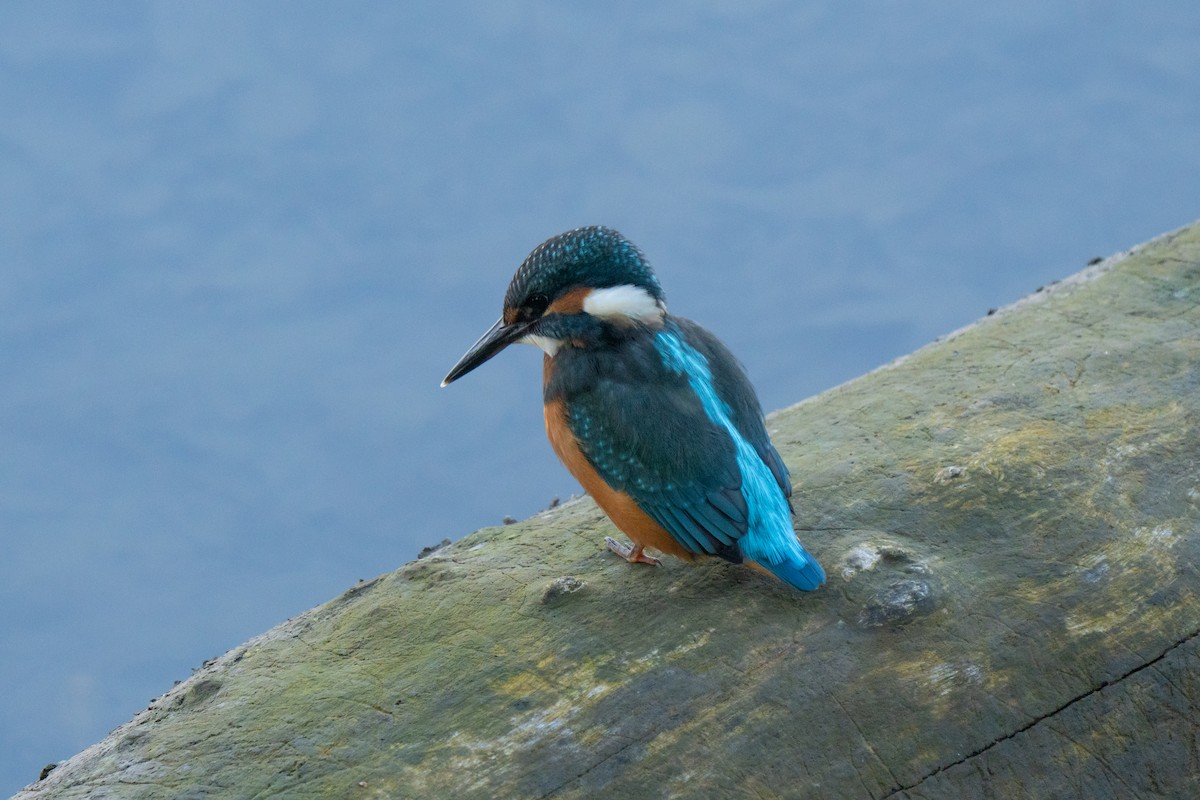 Зимородок - ML641575728