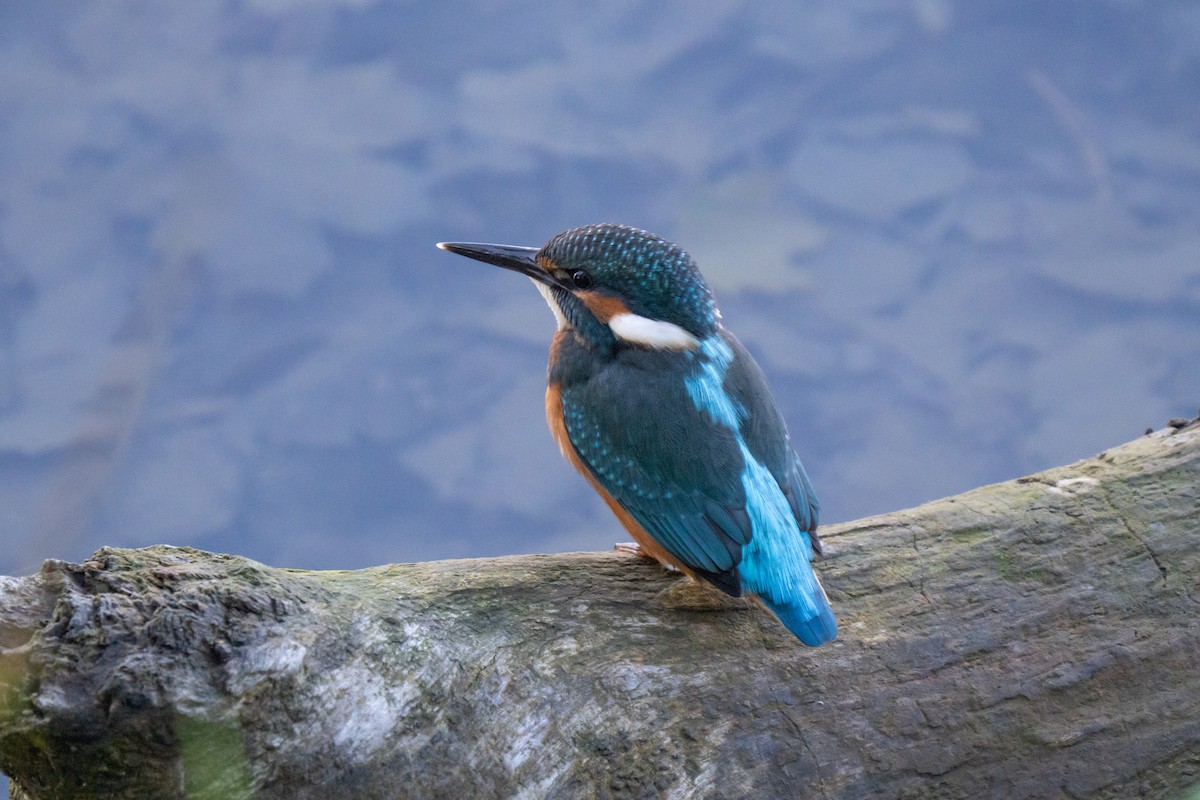 Зимородок - ML641575729