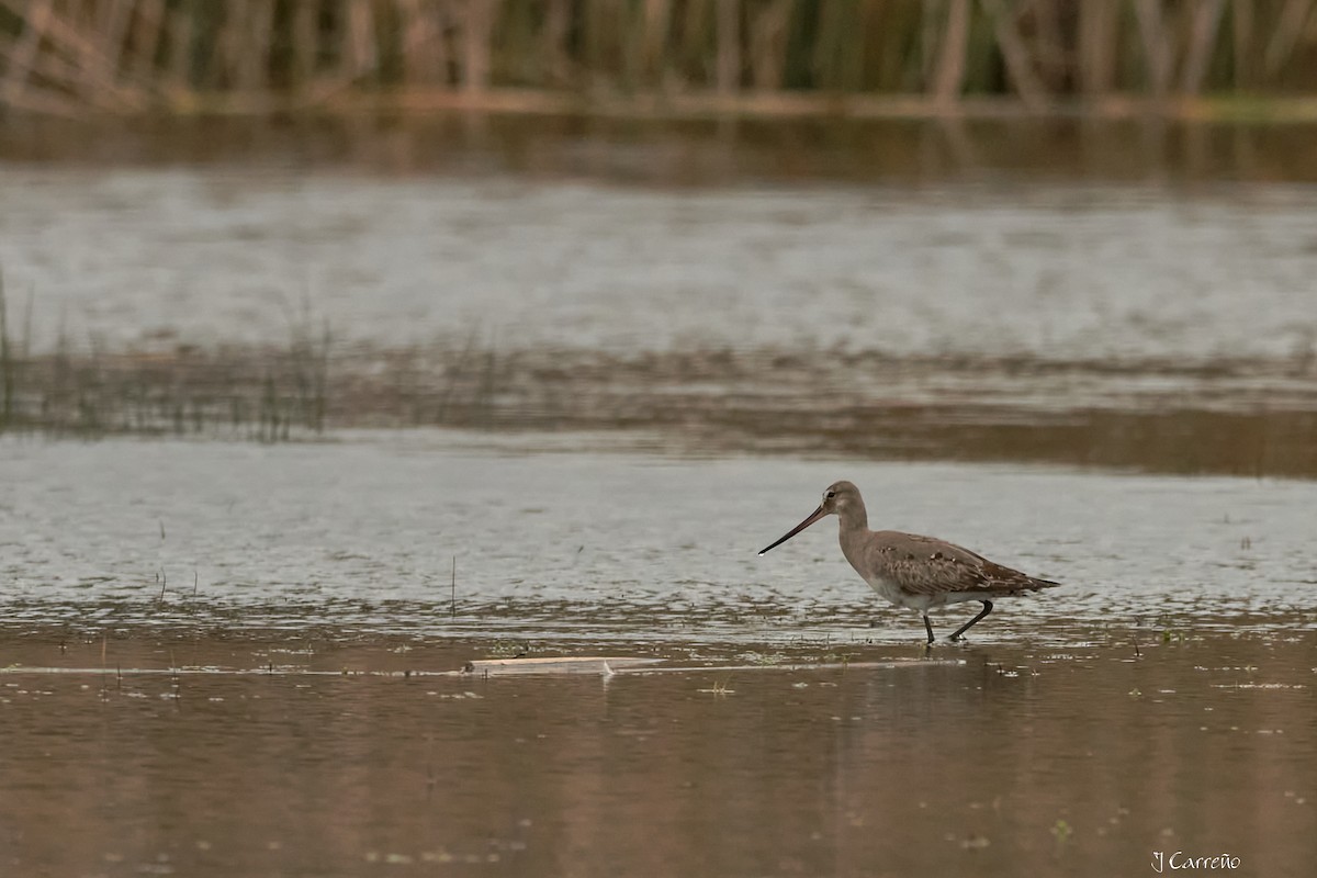 Hudsonian Godwit - ML641575731