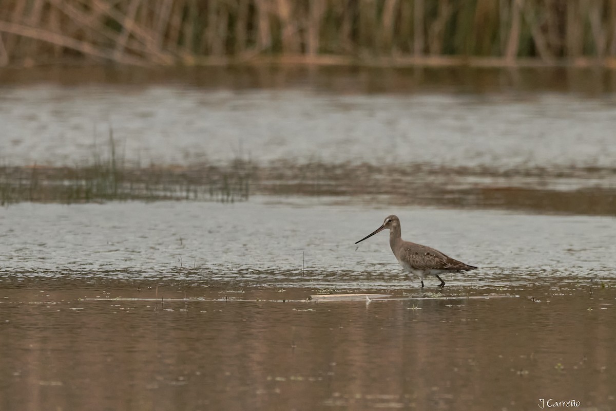 Hudsonian Godwit - ML641575732