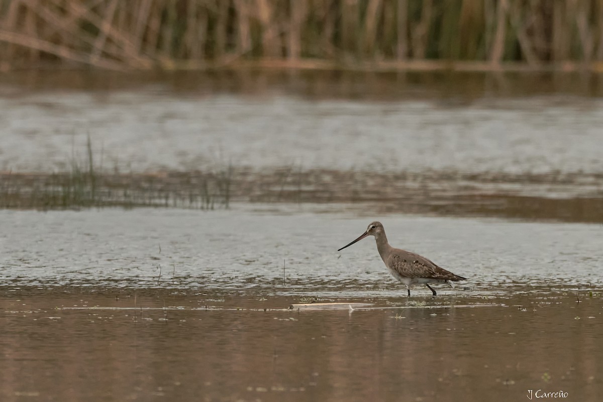 Hudsonian Godwit - ML641575733