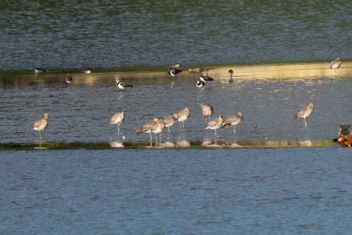 Большой кроншнеп - ML641575750
