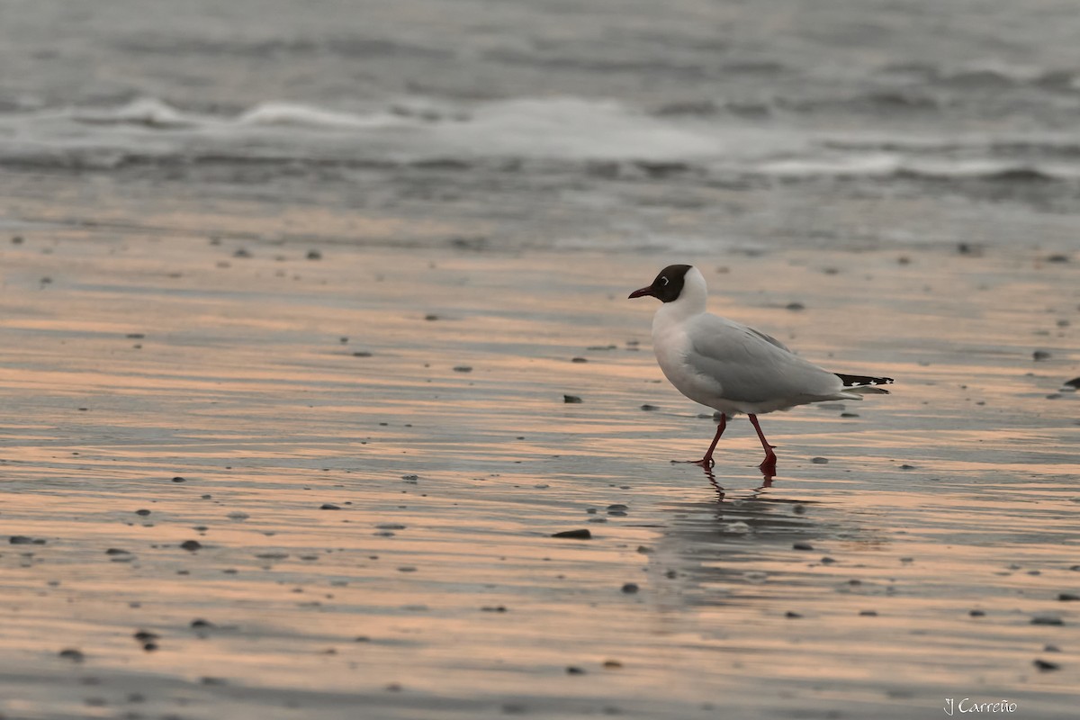 Brown-hooded Gull - ML641575755
