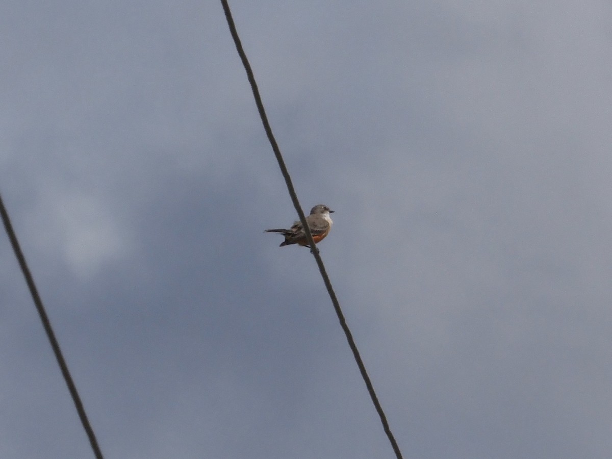 Vermilion Flycatcher - ML641575756