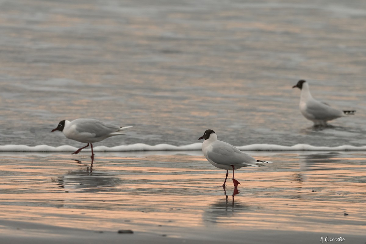 Brown-hooded Gull - ML641575758