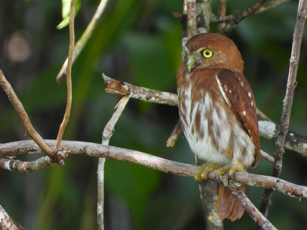 kulíšek brazilský [skupina brasilianum] - ML641575763