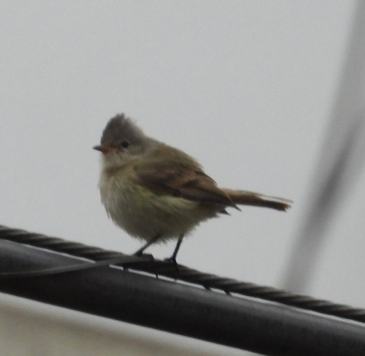 Southern Beardless-Tyrannulet - ML641575766
