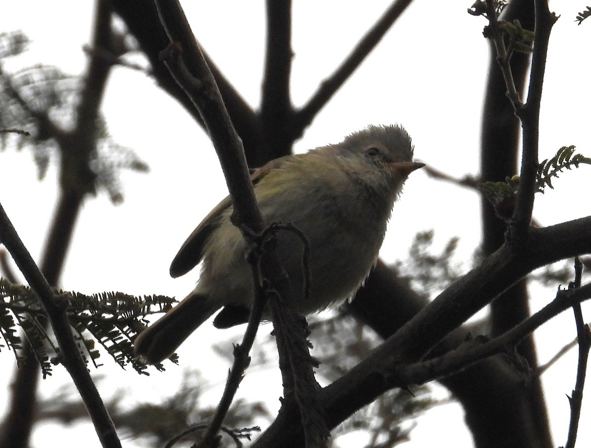 Southern Beardless-Tyrannulet - ML641575767