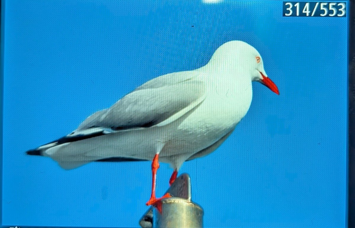 Mouette argentée - ML641575785