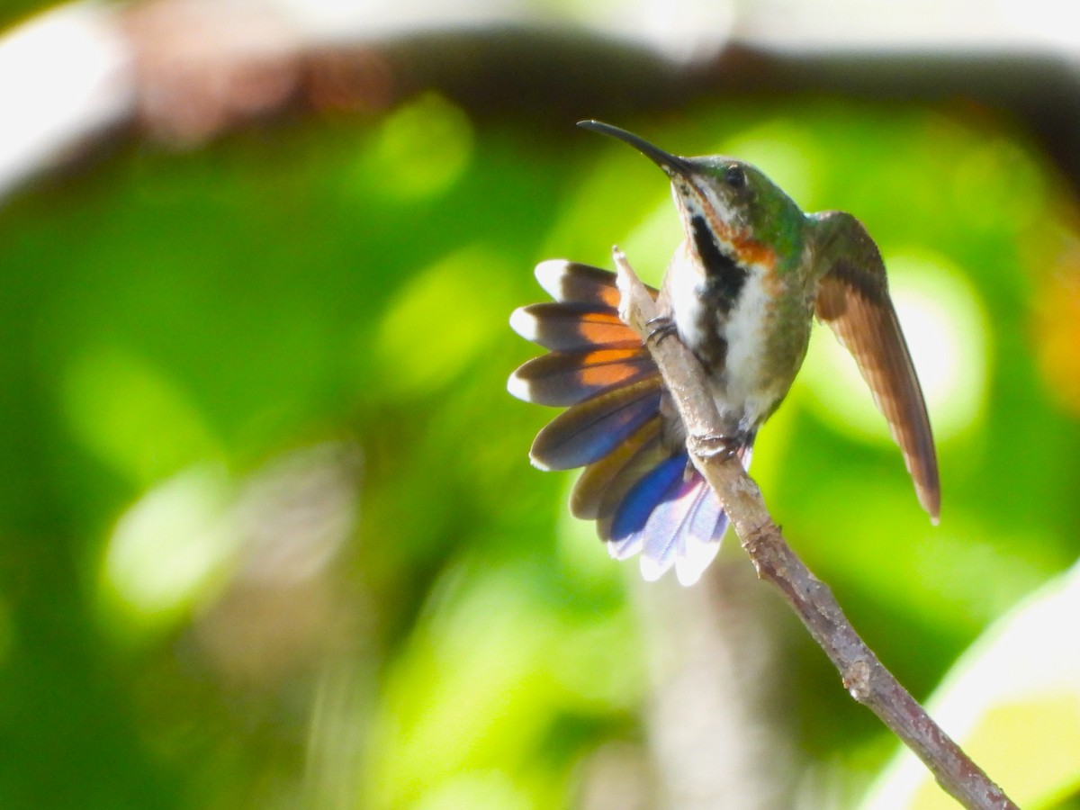 kolibřík lesklý - ML641575791