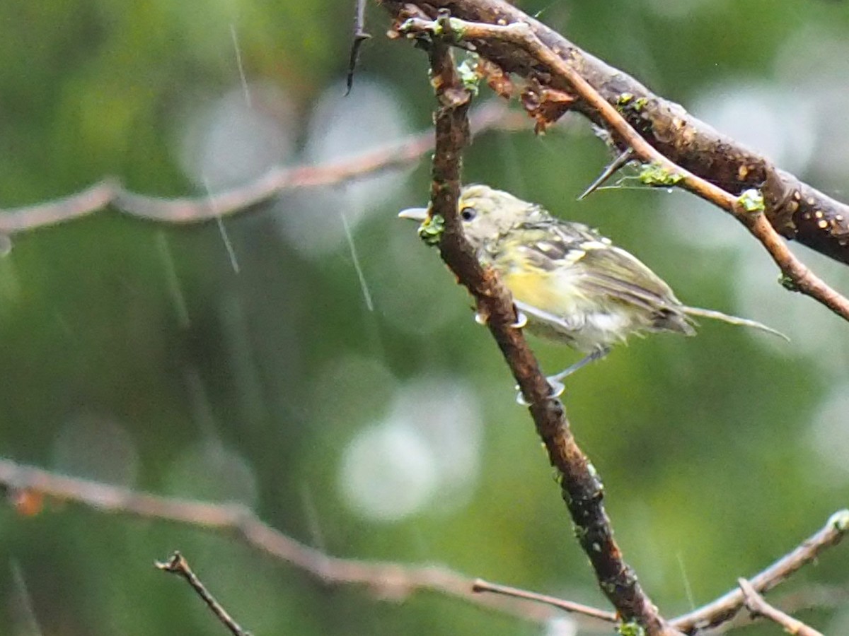 Bell's Vireo - ML641575804