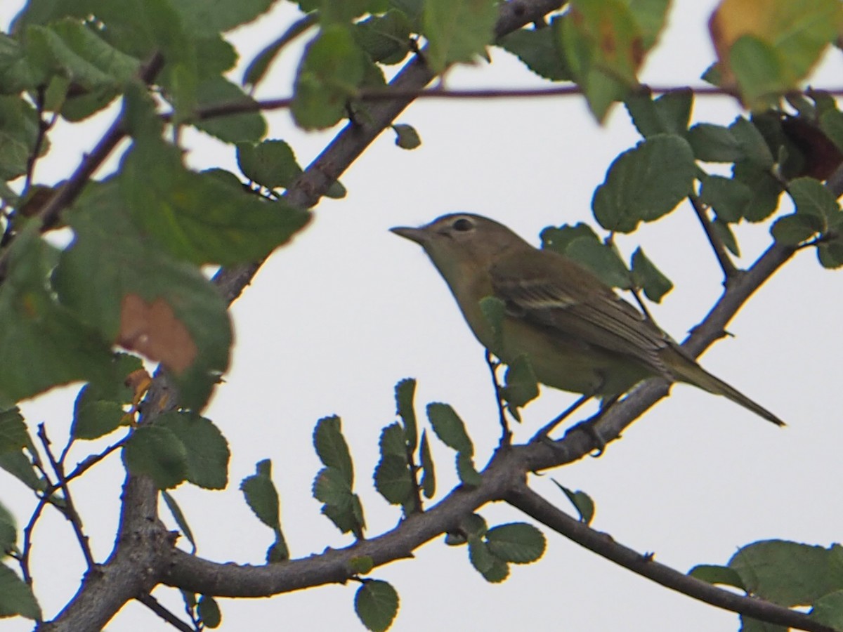 Bell's Vireo - ML641575805