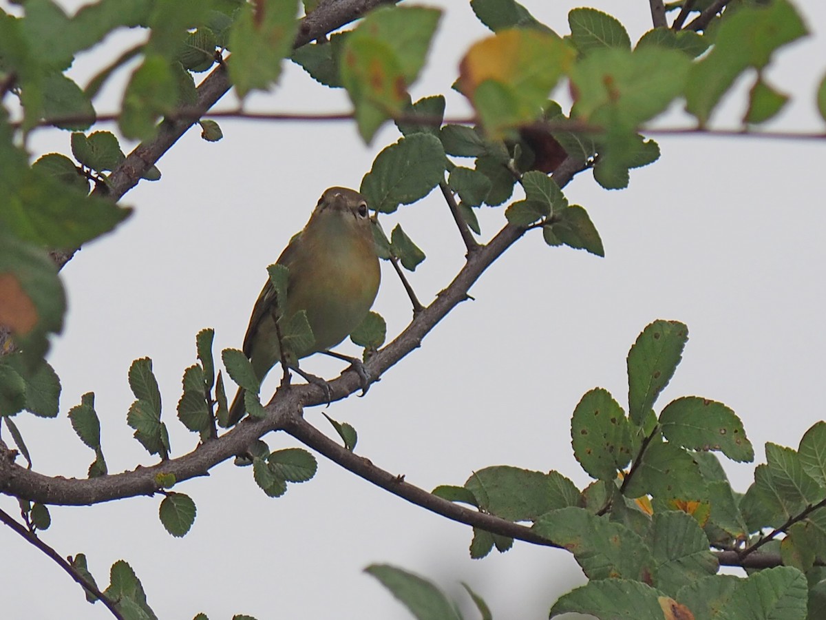 Bell's Vireo - ML641575806