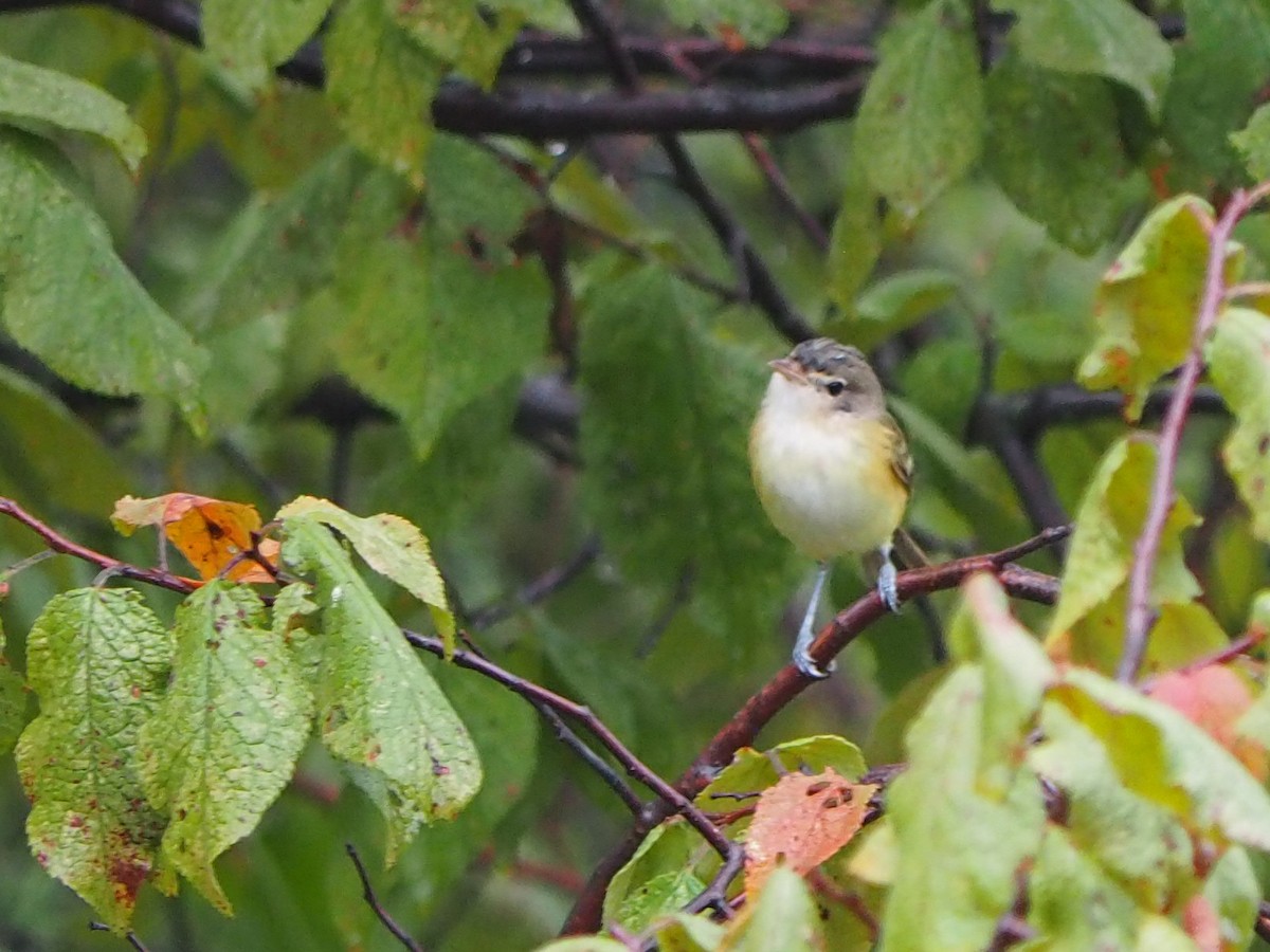 Bell's Vireo - ML641575808
