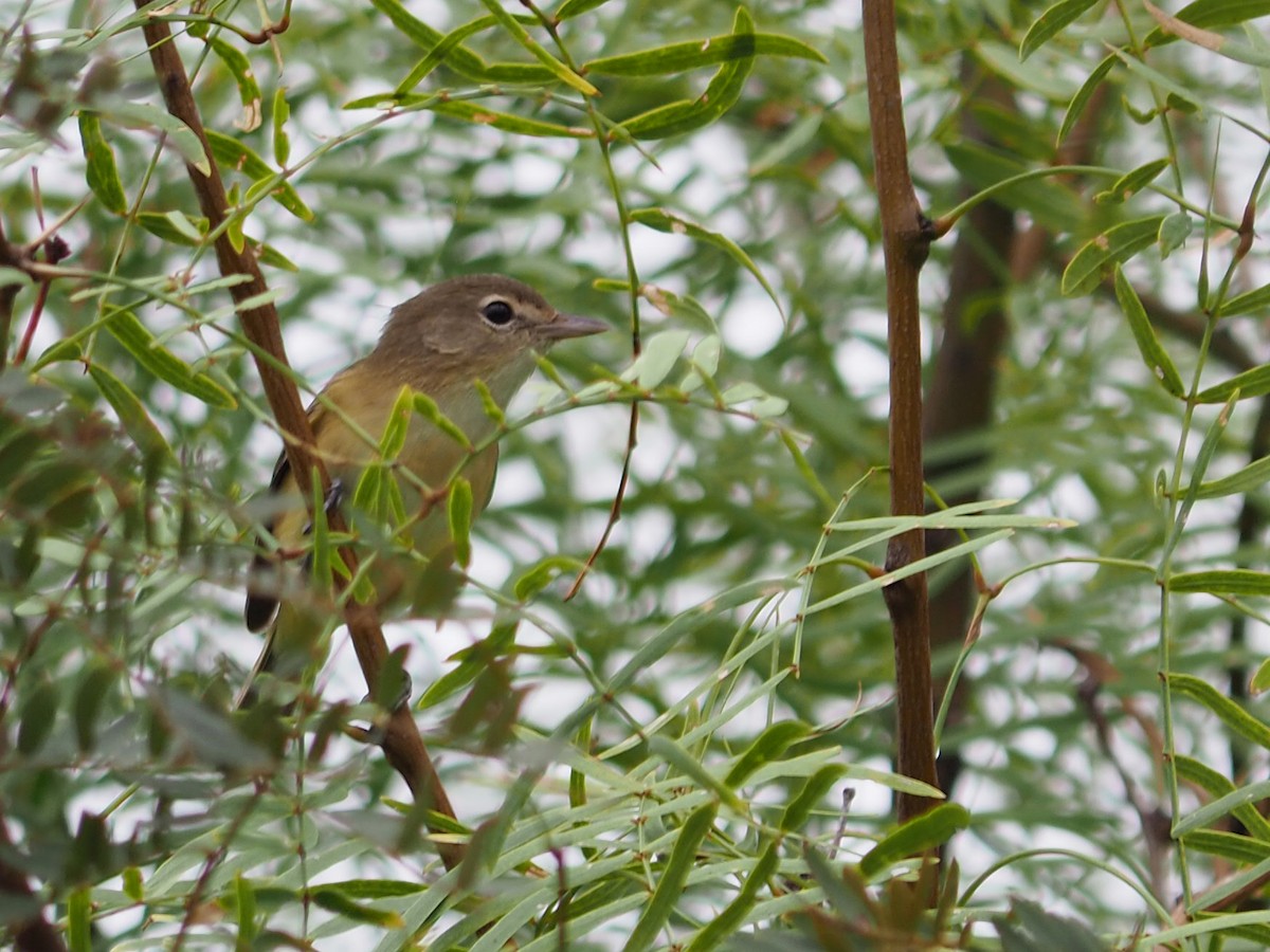Bell's Vireo - ML641575809