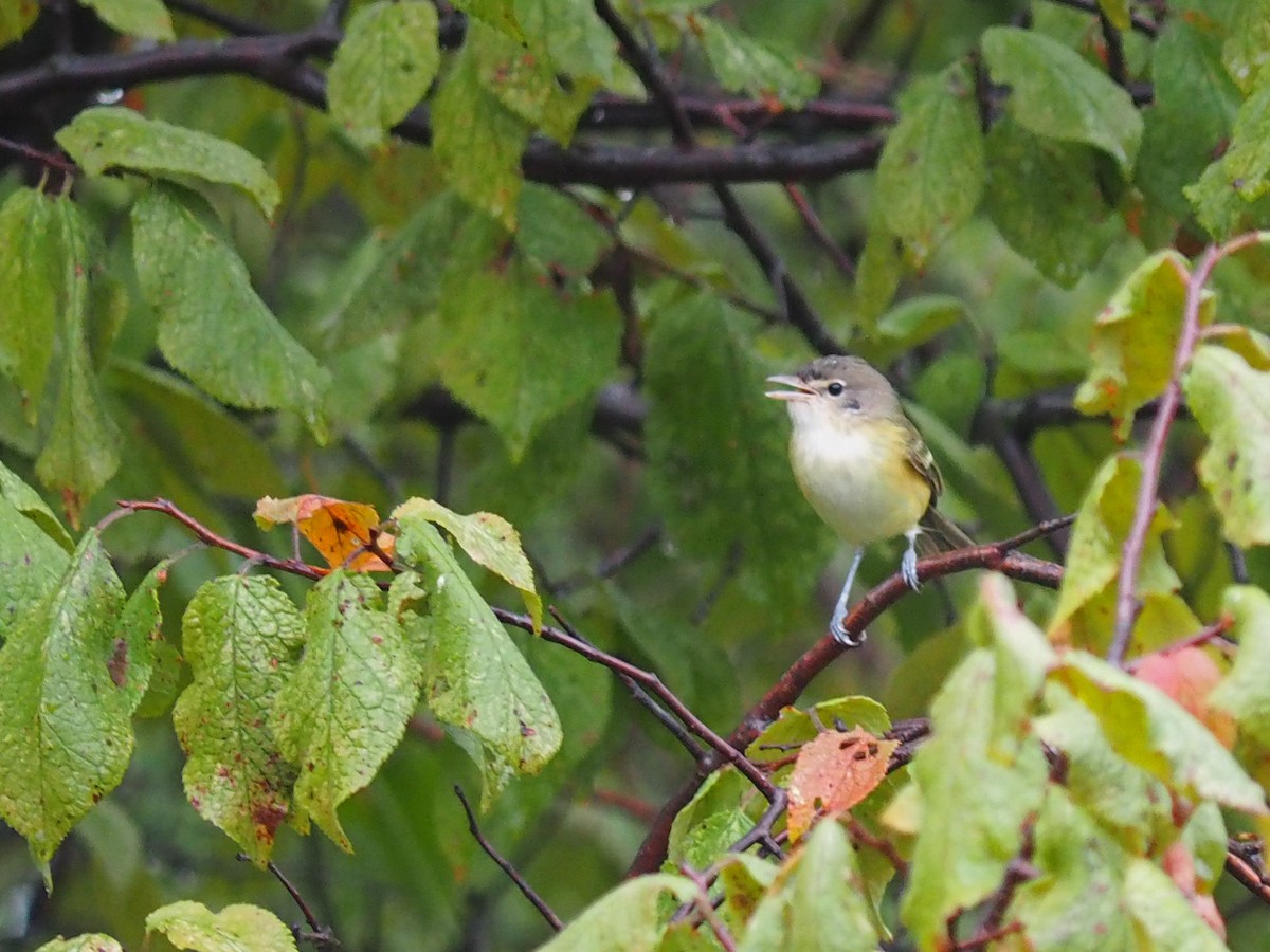 Bell's Vireo - ML641575810