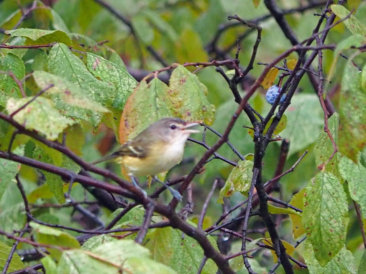 Bell's Vireo - ML641575811