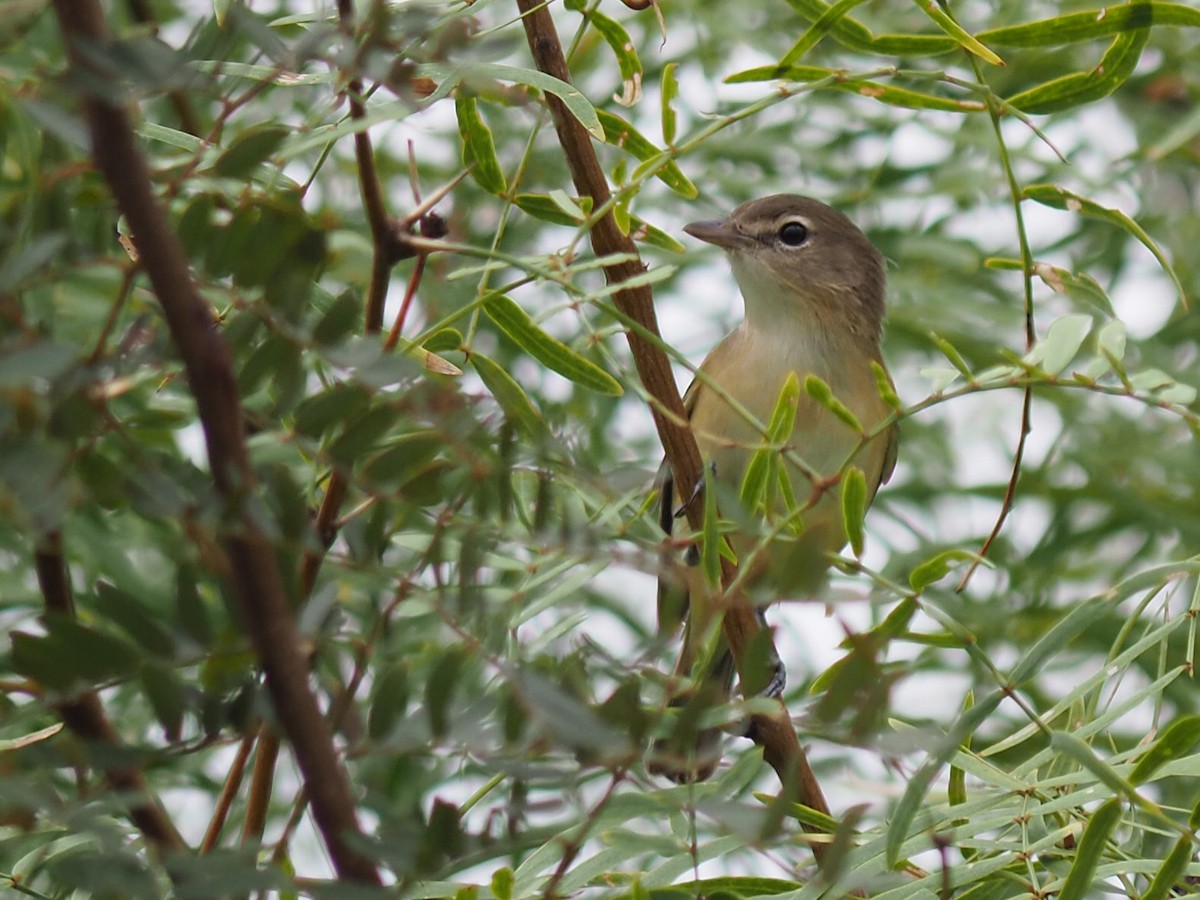 Bell's Vireo - ML641575813