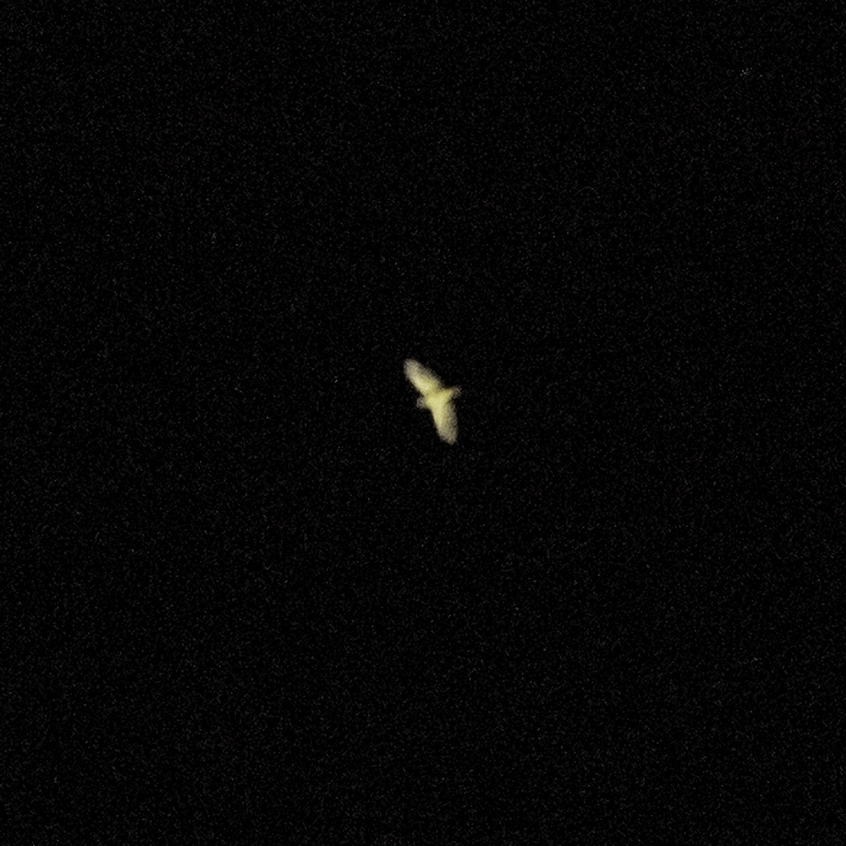 owl sp. - ML641575815