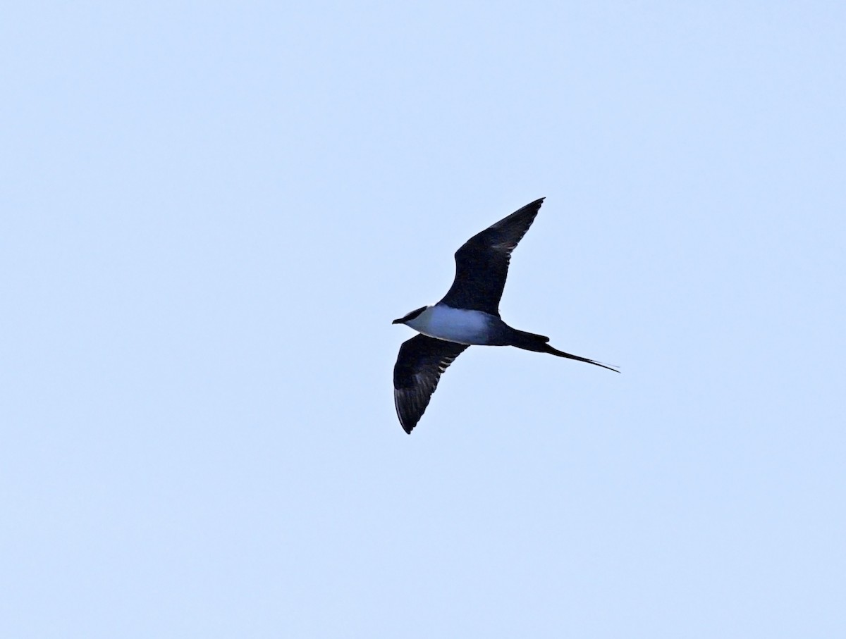 Long-tailed Jaeger - ML641575830