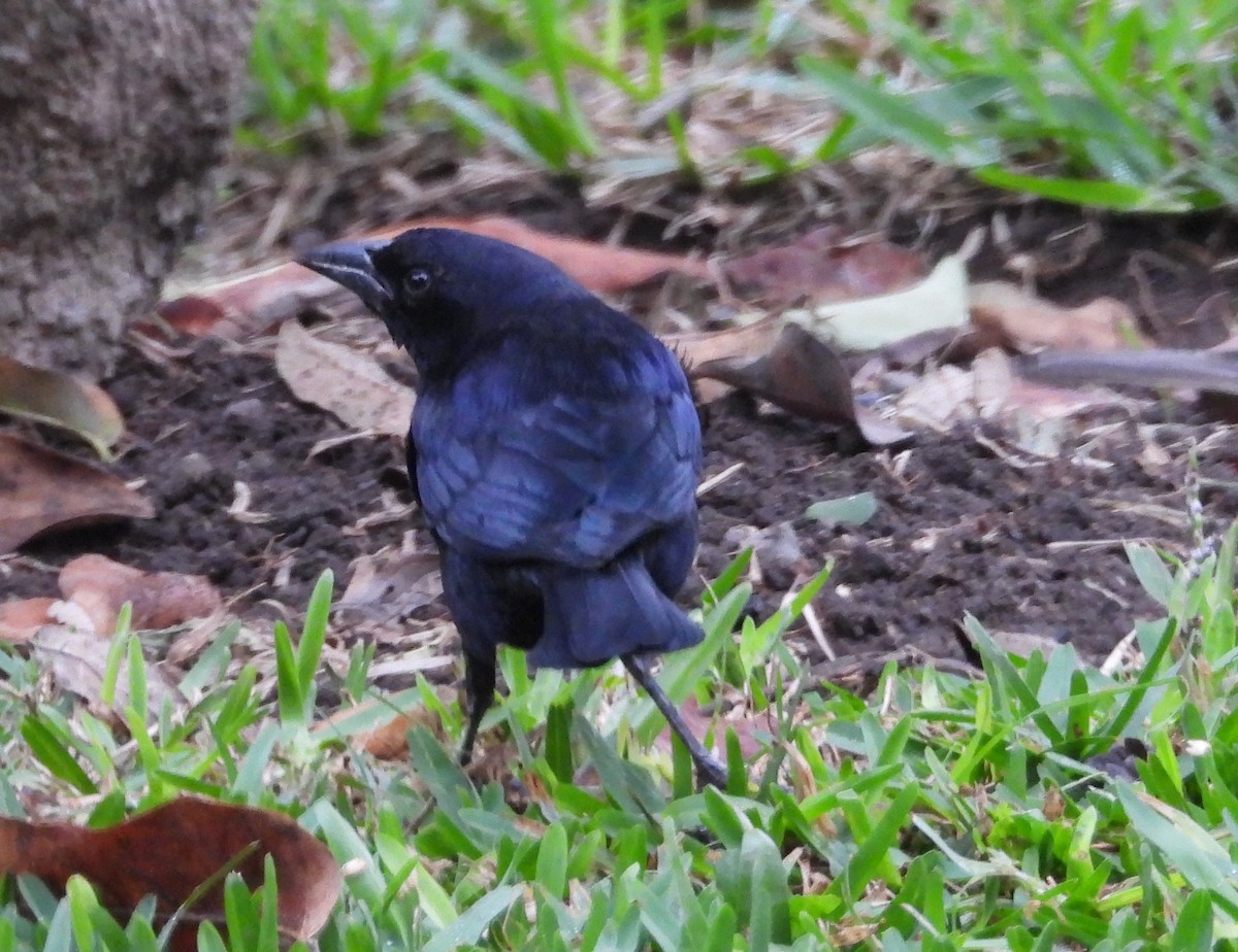 Scrub Blackbird - ML641575833