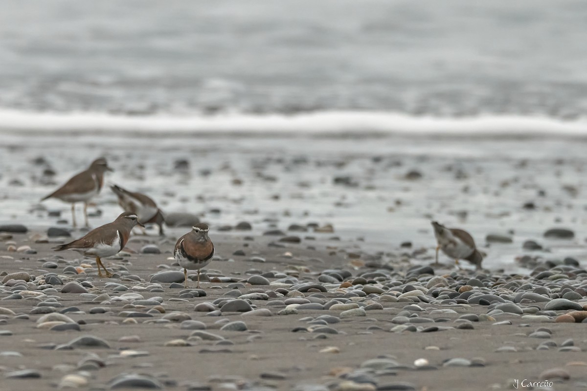 Rufous-chested Dotterel - ML641575835