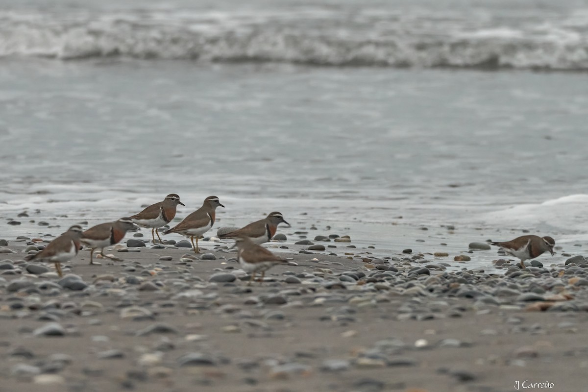 Rufous-chested Dotterel - ML641575836
