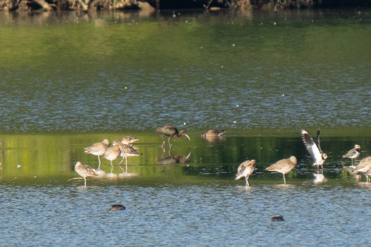 Каравайка - ML641575837