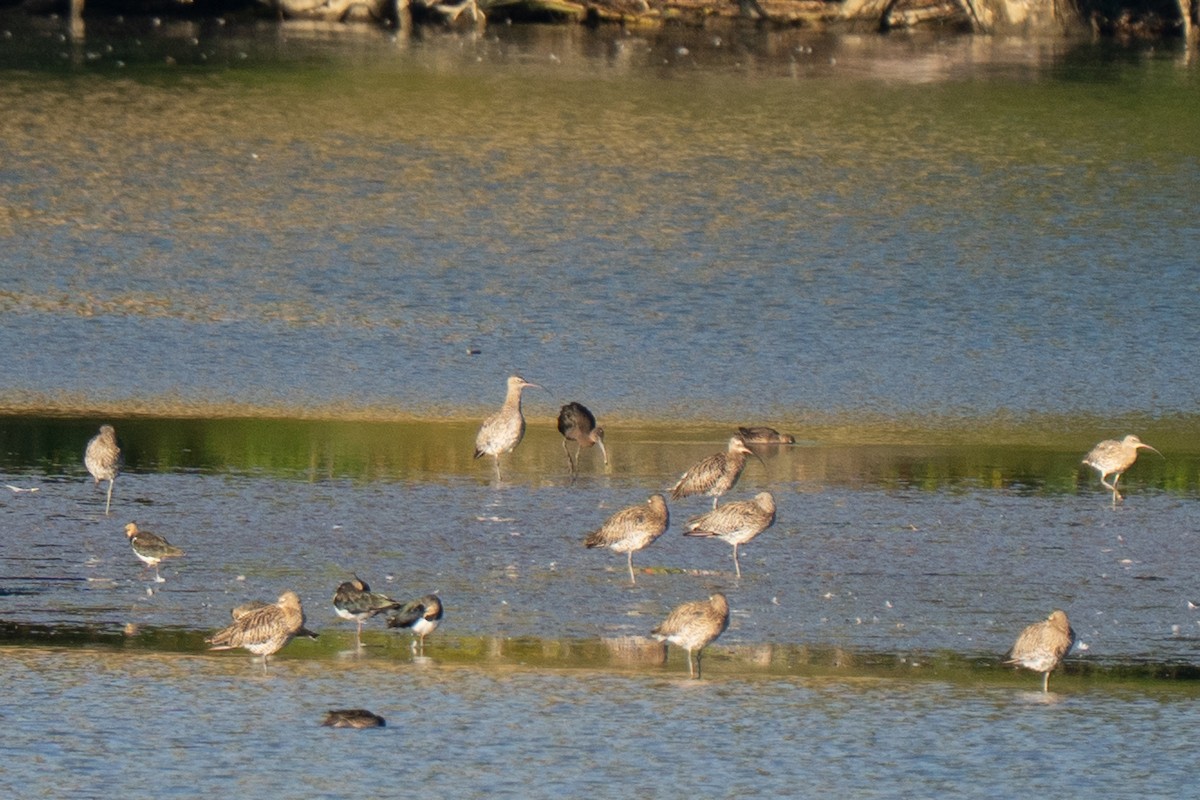 Каравайка - ML641575838