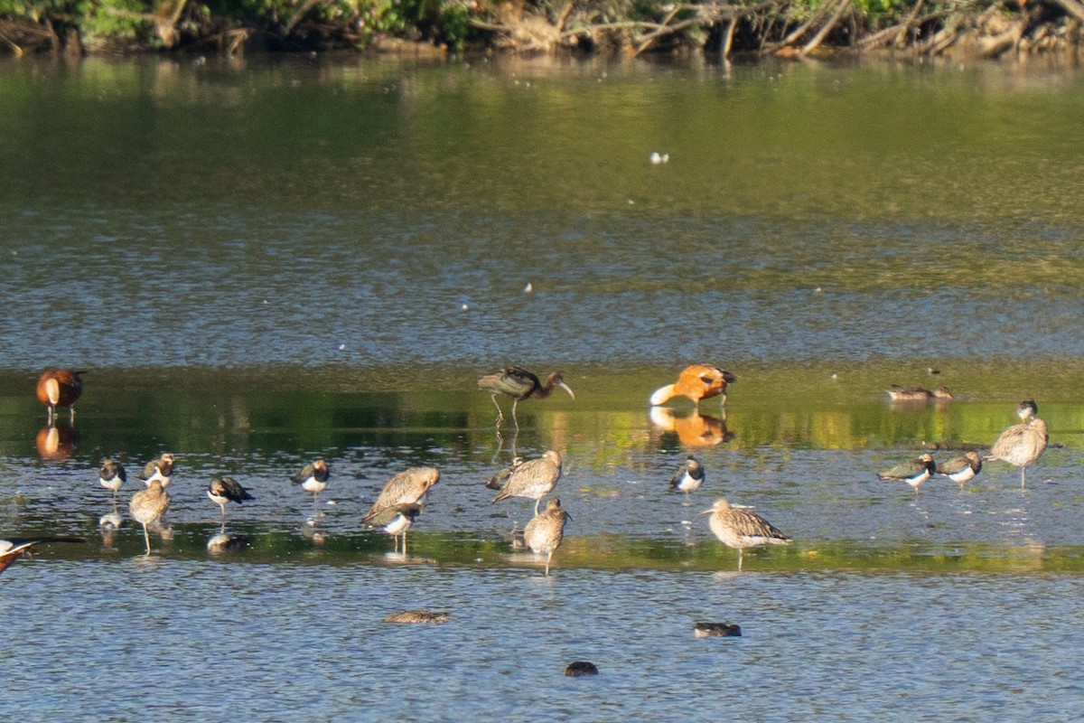 Каравайка - ML641575839