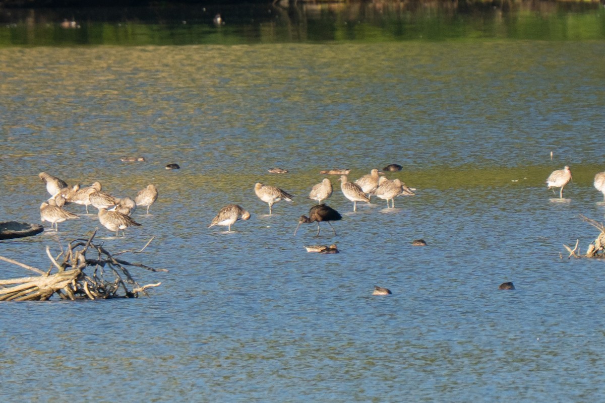 Каравайка - ML641575840